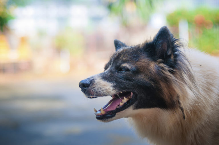 Reporting a Dog Bite: What Legal Actions Should You Take in Philly?